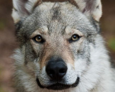 Chien Loup Tchécoslovaque: caractère, santé, éducation, alimentation, conditions de vie