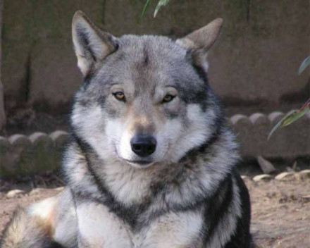 Chien-loup de Saarloos