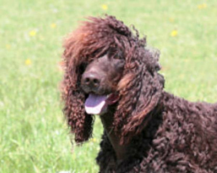 Chien d'eau américain : santé, alimentation, condition de vie, caractéristiques