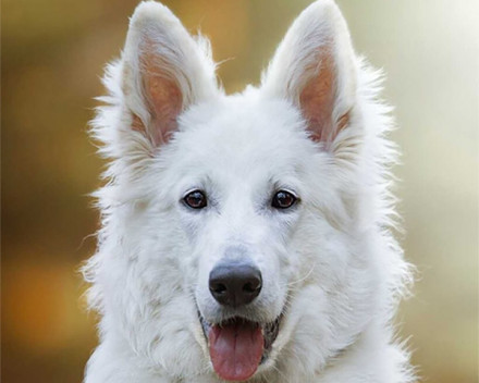 Berger Blanc Suisse