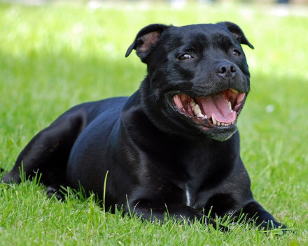 Staffordshire Bull Terrier: caractère, santé, éducation, alimentation, conditions de vie