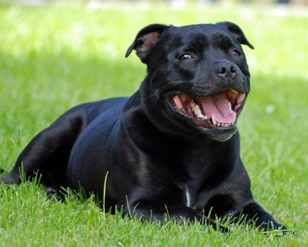 Staffordshire Bull Terrier