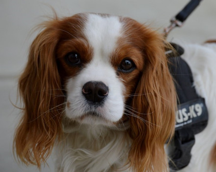 Médaille Chien Cavalier King Tricolore