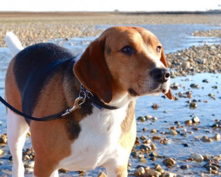 Beagle-Harrier: caractère, santé, éducation, alimentation, conditions de vie