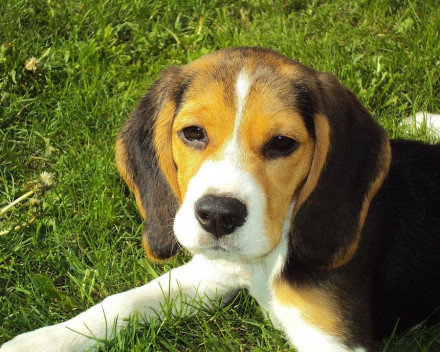 Beagle: caractère, santé, éducation, alimentation, conditions de vie