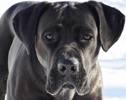 Cane Corso: caractère, santé, éducation, alimentation, conditions de vie