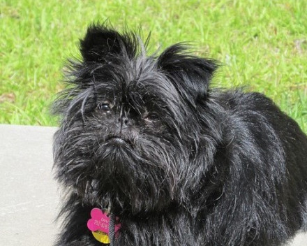 Affenpinscher