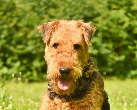 Airedale terrier