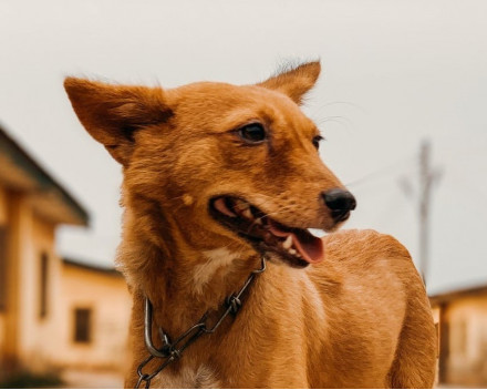 Basenji: caractère, santé, éducation, alimentation, conditions de vie