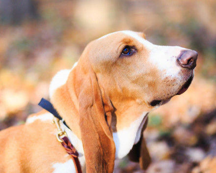 Basset Artésien-Normand 