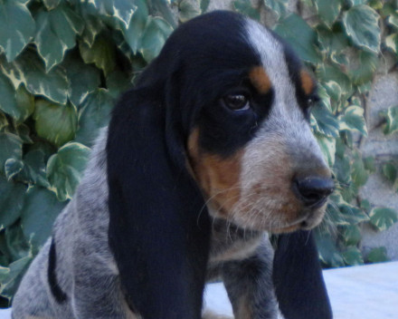 Basset bleu de Gascogne