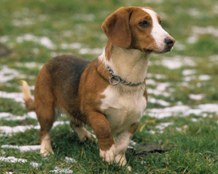 Basset de Westphalie