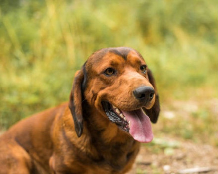 Basset des Alpes