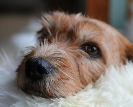  Basset Fauve de Bretagne : caractère, santé, entretien, alimentation