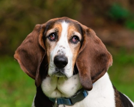  Basset Hound : caractère, santé, et entretien 