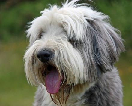 Bearded Collie