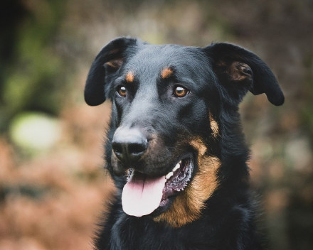 Beauceron : caractère, santé, éducation, alimentation, conditions de vie