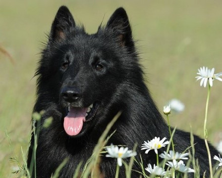 Berger Belge Groenendael