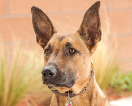 Berger Belge Malinois