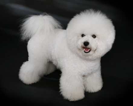 Bichon à poil frisé