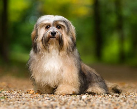 Bichon Havanais :  caractère, santé, éducation, alimentation, conditions de vie