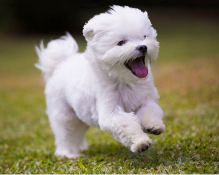 Bichon Maltais:  caractère, santé, éducation, alimentation, conditions de vie