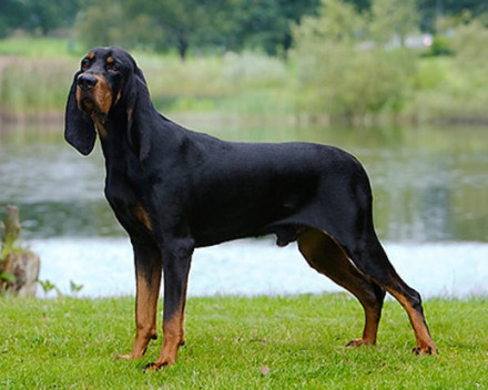  Black and Tan Coonhound :  caractère, santé, éducation, alimentation, conditions de vie