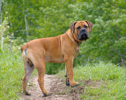 Boerbull:  caractère, santé, éducation, alimentation, conditions de vie