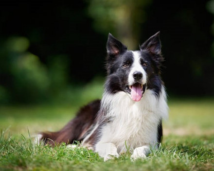 Border Collie