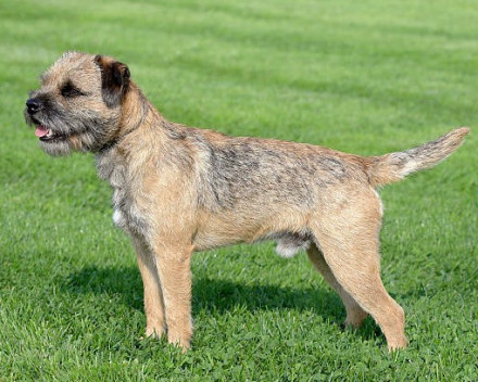 Border terrier 