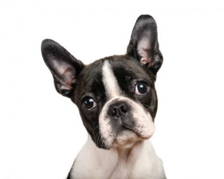 Boston Terrier 