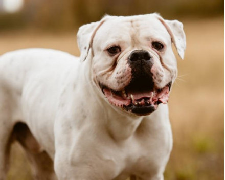 Bouledogue Américain: caractère, santé, éducation, alimentation, conditions  de vie