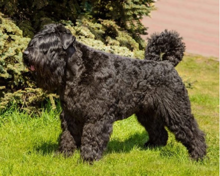 Bouvier des Flandres 