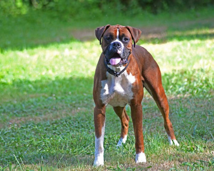 Boxer: caractère, santé, éducation, alimentation, conditions de vie