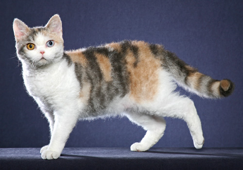 American Wirehair