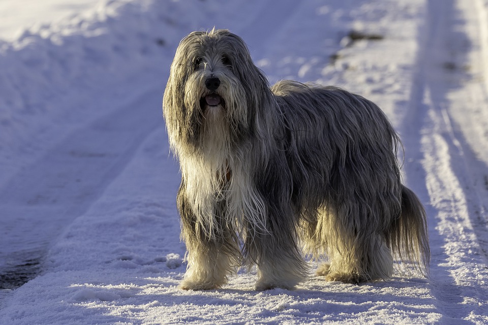 La race du bearded collie