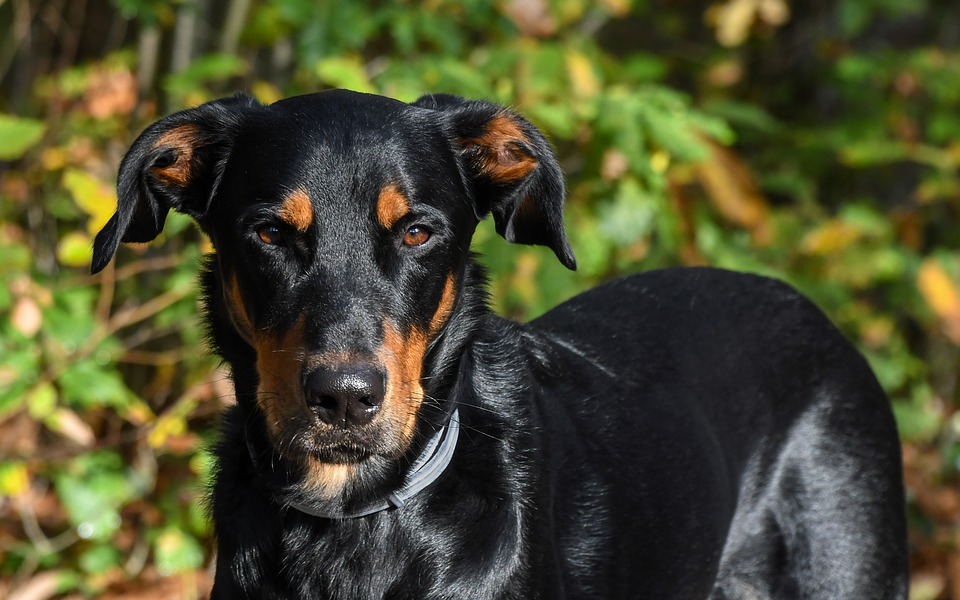 Beauceron