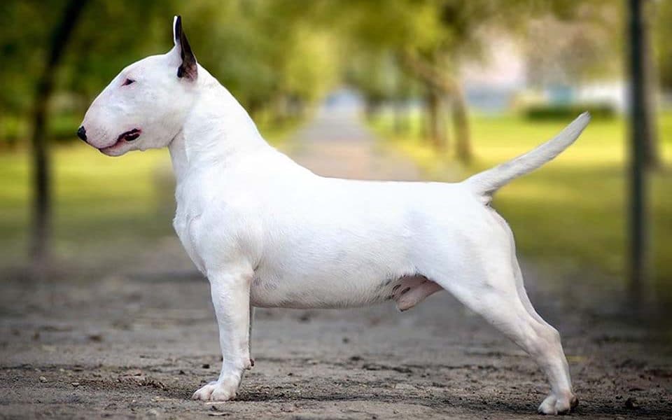 Bull Terrier