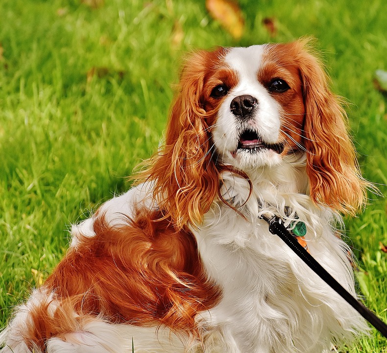 Cavalier King Charles Spaniel