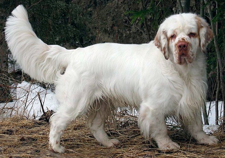 Clumber Spaniel