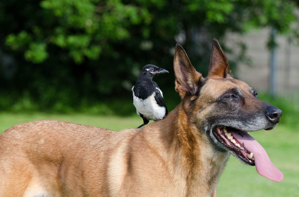 Berger Belge Malinois