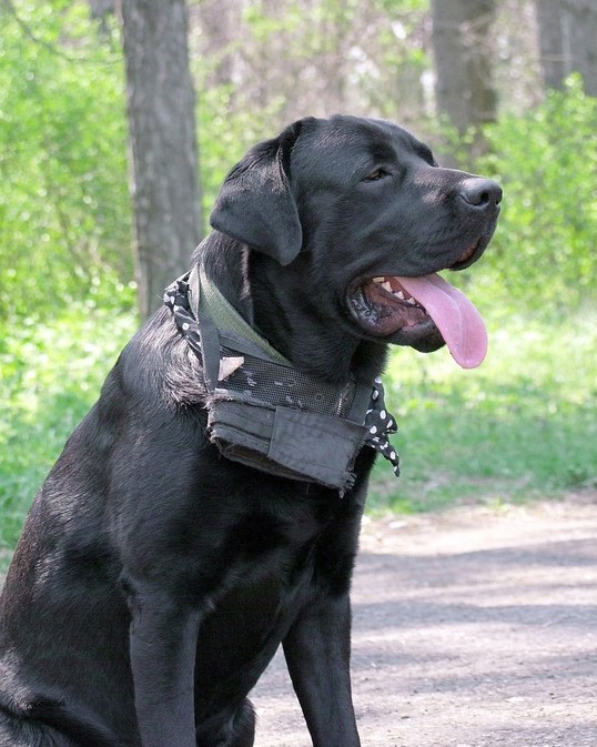 Cane Corso