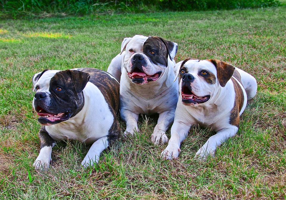 Bouledogue Américain