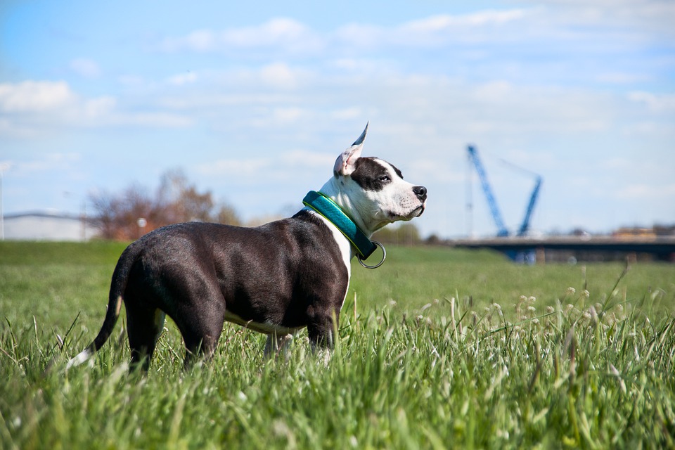 Le Staffordshire Terrier Américain