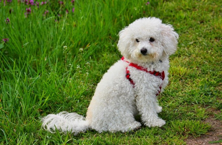 Bichon Bolonais