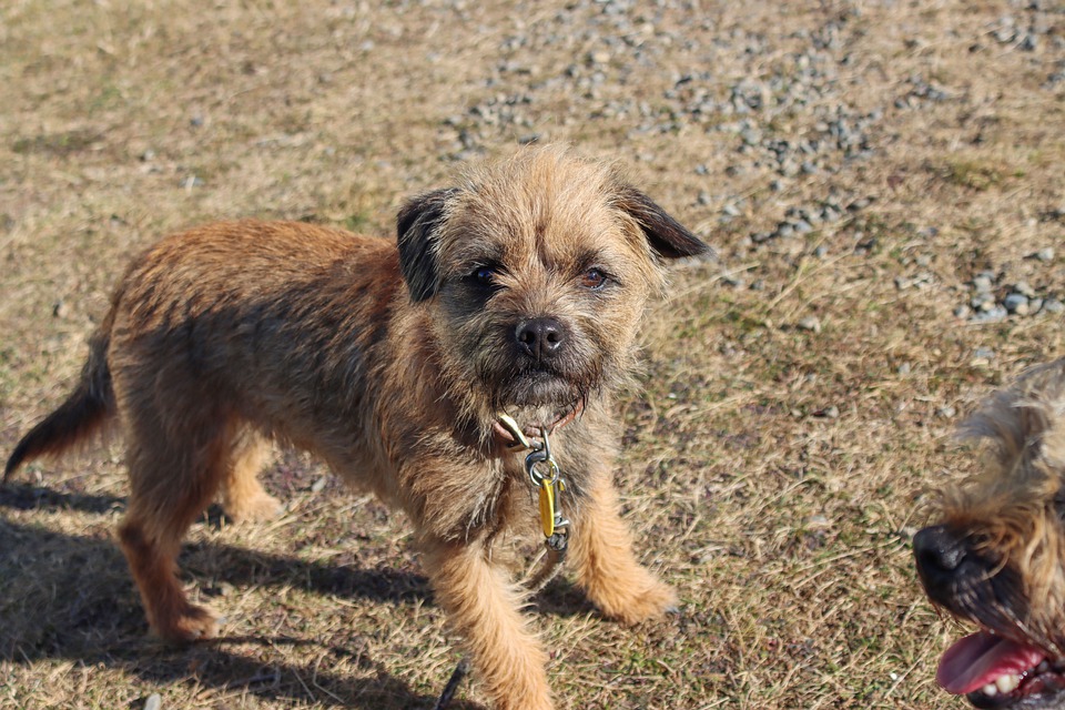 Border Terrier