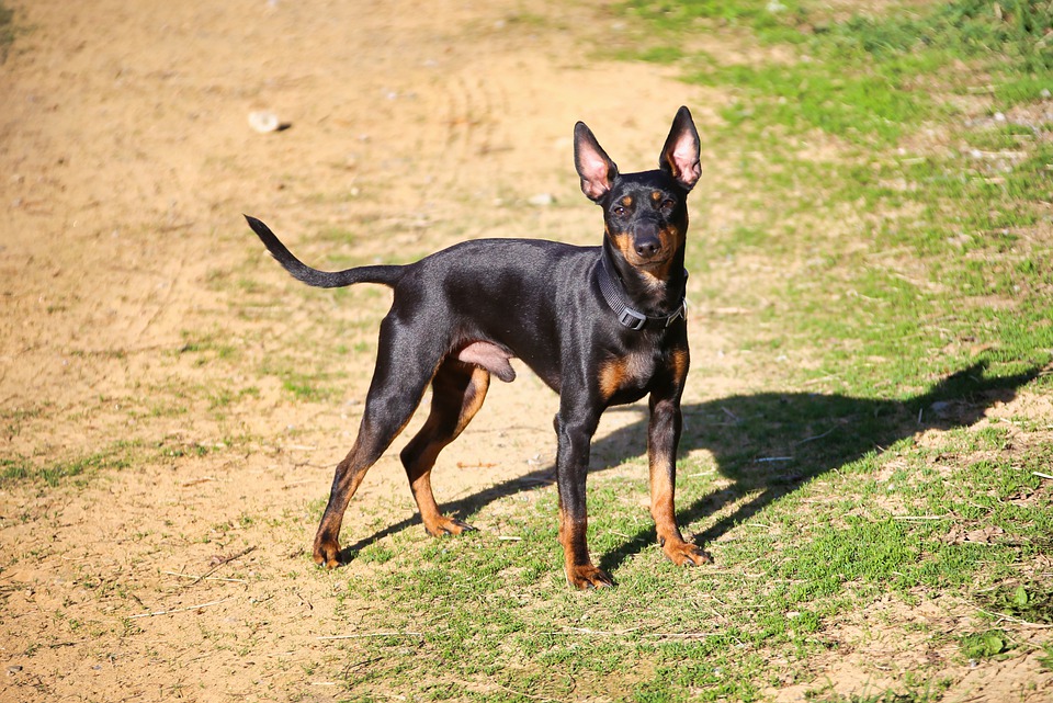 English Toy Terrier