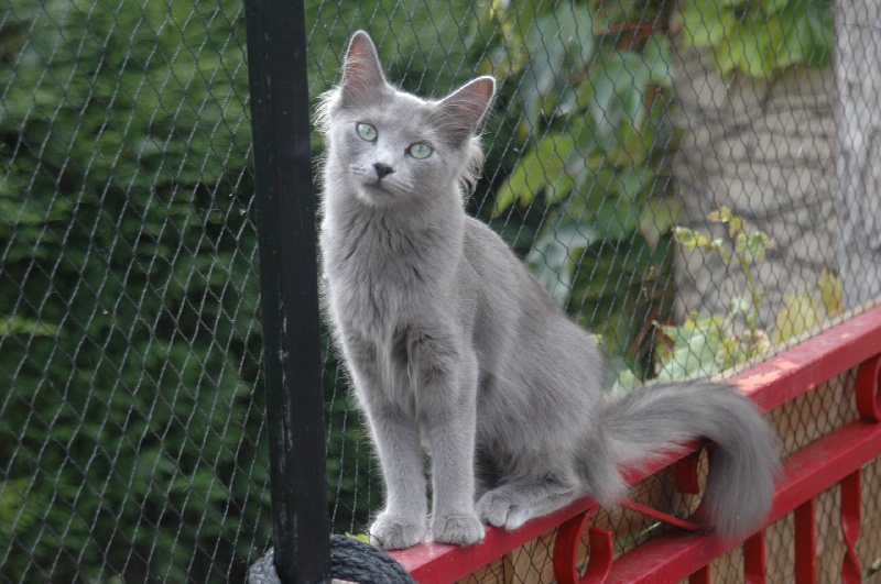 Nebelung