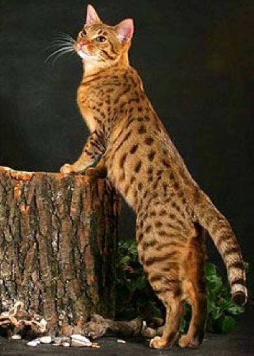 Ocicat