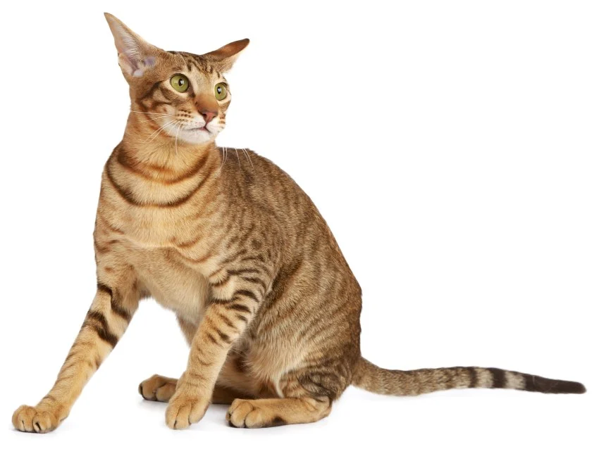 oriental shorthair